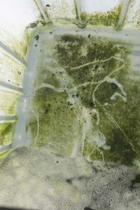 algae in ibc